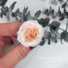 Роза пионовидная мини 3-3,5 см  двухцветная бело-персиковая (21) - фото 8300