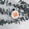 Роза пионовидная мини 3-3,5 см  двухцветная бело-персиковая (21) - фото 8301