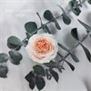 Роза пионовидная мини 3-3,5 см  двухцветная бело-персиковая (21) - фото 8302