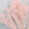 Гипсофила мелкая розовая - фото 8355