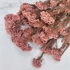 Озотамнус кораллово-розовый - фото 8394