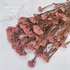Озотамнус кораллово-розовый - фото 8395