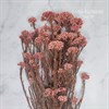 Озотамнус кораллово-розовый - фото 8396