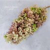 Гортензия крупнолистная свечка зелено-розовая - фото 8431