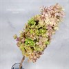 Гортензия крупнолистная свечка зелено-розовая - фото 8433