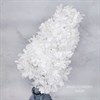 Гортензия крупнолистная свечка белая - фото 8439