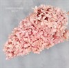 Гортензия крупнолистная свечка светло-розовая - фото 8442