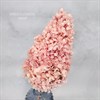 Гортензия крупнолистная свечка светло-розовая - фото 8444