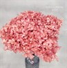 Гортензия розовый нюд - фото 8448
