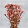 Озотамнус кораллово-розовый - фото 8459