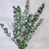 Эвкалипт крупный цинерея зеленый - фото 8472