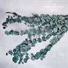 Эвкалипт цинерея голубой - фото 8475