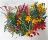 Набор сухоцветов в контейнере в ассортименте - фото 8512
