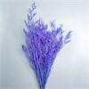 Кермек сиреневый яркий 1duXsvfDhWVjGFNwCE9op0 - фото 9333