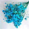 Гипсофила голубая Gy_303 - фото 9336