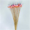 Гликсия розовая, 50 шт. 1IIvAxs0hrJf28O8WDWPh1 - фото 9359