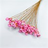 Гликсия розовая, 50 шт. 1IIvAxs0hrJf28O8WDWPh1 - фото 9360