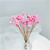 Гликсия розовая, 50 шт. 1IIvAxs0hrJf28O8WDWPh1 - фото 9361