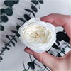 Роза пионовидная 4,5-5 см белая молочная (8) RP8_702-2 - фото 9416