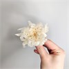 Хризантема белая (9) wlDut5Q5hjtL7R88ULL6F0 - фото 9431
