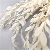 Эвкалипт парвифолия белый кремовый ab9VZD1thmMrihVQTcL0f2 - фото 9476
