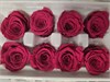 Розы 4-5 см малиновые яркие Уценка mSuI5LuVjYjWhqHCqQ77n0 - фото 9639