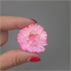 Гелихризум розовый крупный окрашенный 3-5 см, 20 шт. esuQhojQhTSthUby1G6yf1 - фото 9724