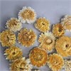 Гелихризум бело-желтый крупный 3-5 см, 20 шт. nO5UmaVPiStJH4Jx1a8LR3 - фото 9733