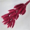 Лагурус  50-60 шт. красно-розовый EvIHgVV7g2oHGhnKTgVjh0 - фото 9749