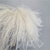 Мискантус белый (аурея), 10 шт. WTX9aceFhOhiWpp2lpdBO3 - фото 9763