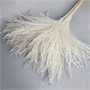 Мискантус белый (аурея), 10 шт. WTX9aceFhOhiWpp2lpdBO3 - фото 9767
