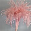 Мискантус мини розовый fLblKFrnjHRjtGI80zf9u2 - фото 9769