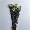 Озотамнус натуральный белый с зелеными стеблями Oz_natz - фото 9865