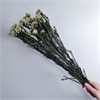 Озотамнус натуральный белый с зелеными стеблями Oz_natz - фото 9866