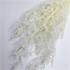 Кермек белый сливочный Ox9h2S4TjSdOSQ-XqIPui1 - фото 9880