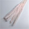 Пампас-мини светло-розовый, 5 шт. 4fTvmz0cj-Z1LqPkd9g1l1